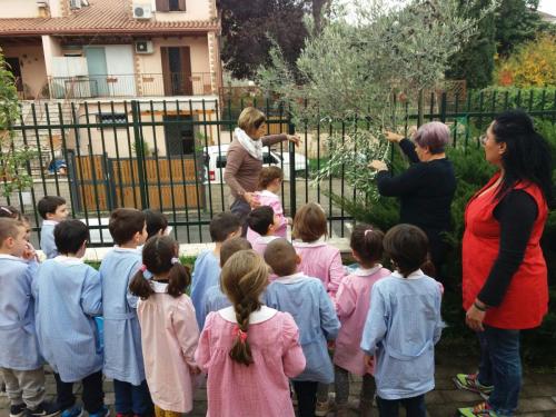 Scuola dell'infanzia via Tito Livio: Raccolta delle olive