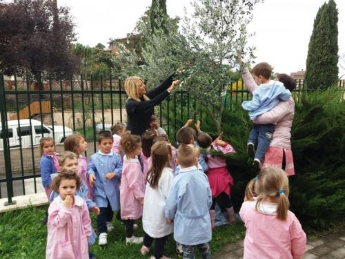 Scuola dell'infanzia via Tito Livio: Raccolta delle olive